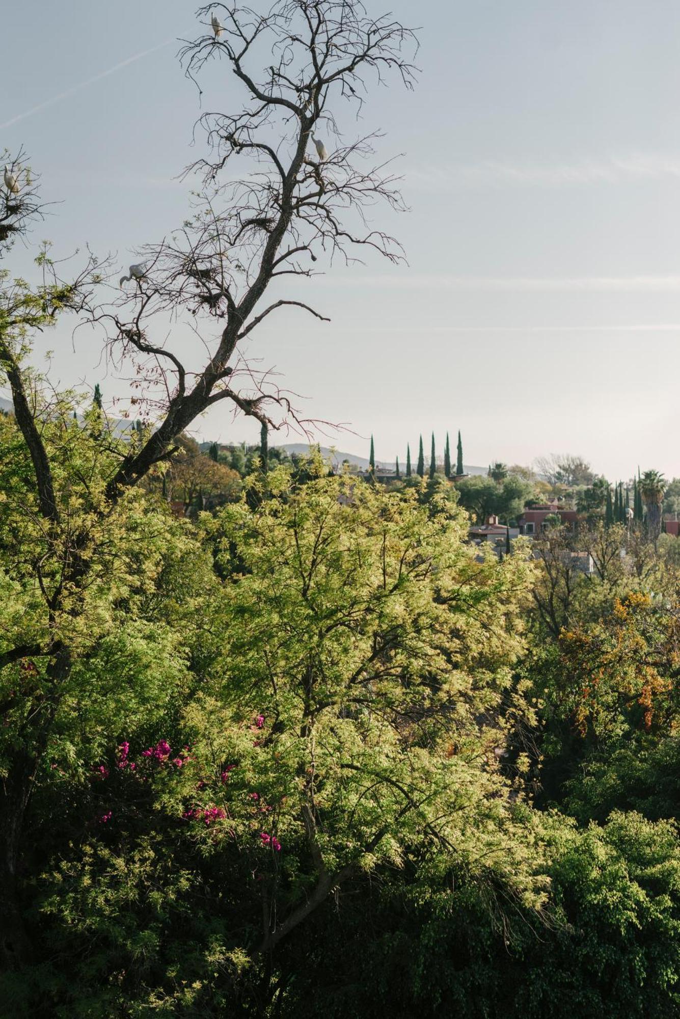 Hotel Apapacho Boutique Σαν Μιγκέλ ντε Αγιέντε Εξωτερικό φωτογραφία